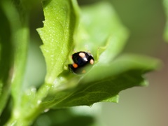 Hyperaspis lateralis