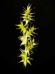 Carex echinata echinata