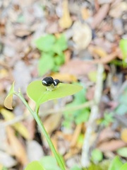 Protographium epidaus