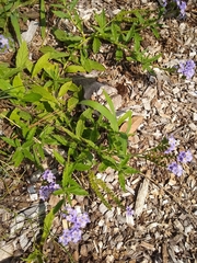 Heliotropium amplexicaule