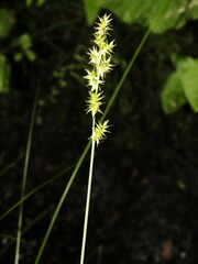 Carex echinata echinata