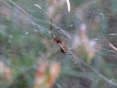 Frontinellina frutetorum