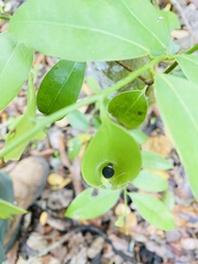 Protographium epidaus