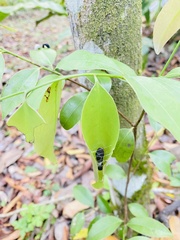 Protographium epidaus