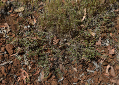 Indigofera linnaei
