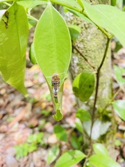 Protographium epidaus