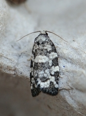 Archips packardiana