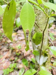 Protographium epidaus