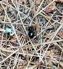 Castianeira cingulata