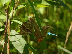 Argynnis adippe cleodoxa