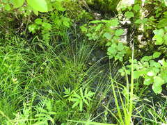 Carex echinata echinata