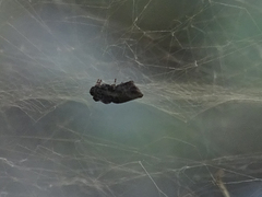 Cyrtophora citricola