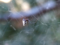 Argyrodes argyrodes