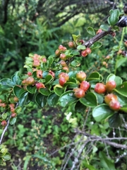 Cotoneaster hjelmqvistii
