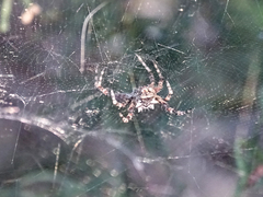 Cyrtophora citricola