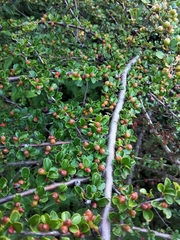 Cotoneaster hjelmqvistii