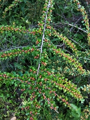 Cotoneaster hjelmqvistii