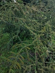 Cotoneaster hjelmqvistii