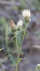 Cirsium cymosum