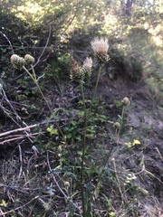 Cirsium cymosum