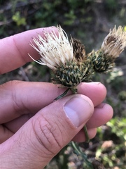 Cirsium cymosum