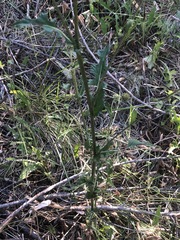 Cirsium cymosum