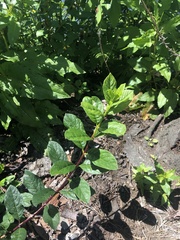 Lonicera involucrata