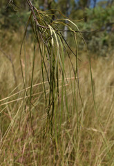 Grevillea parallela
