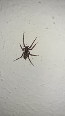 Liocranum