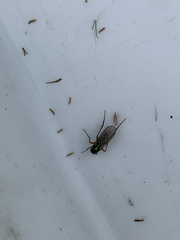 Poecilobothrus nobilitatus