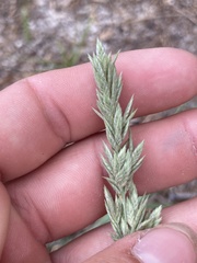 Eragrostis secundiflora