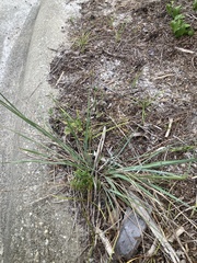 Eragrostis secundiflora