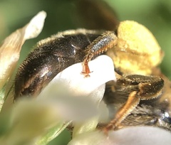 Colletidae