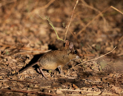 Petrodromus tetradactylus