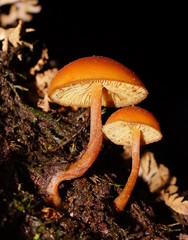 Gymnopilus austropicreus