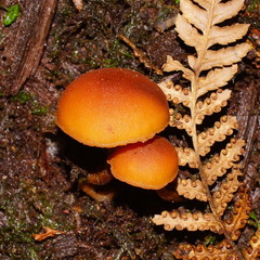 Gymnopilus austropicreus