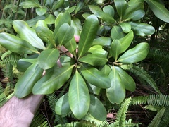Myrsinoideae