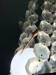 Coryphaeschna adnexa