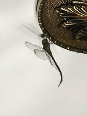 Coryphaeschna adnexa