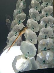 Coryphaeschna adnexa