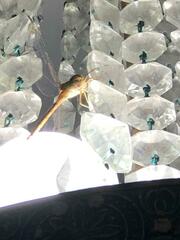 Coryphaeschna adnexa