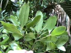 Myrsinoideae