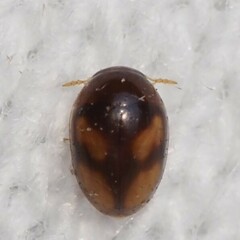 Neolitochrus pulchellus