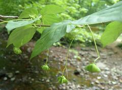 Euonymus latifolius