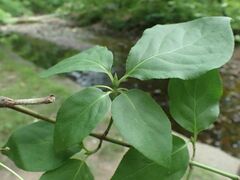 Euonymus latifolius