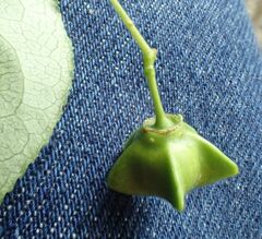 Euonymus latifolius