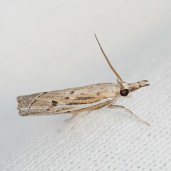 Fissicrambus quadrinotellus
