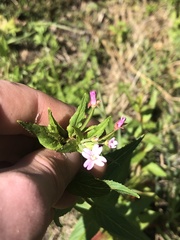 Epilobium ciliatum