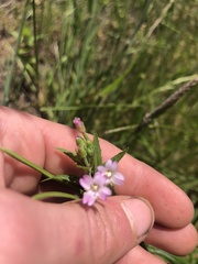 Epilobium ciliatum