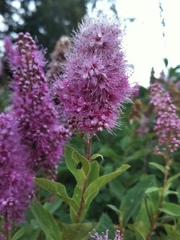 Spiraea salicifolia